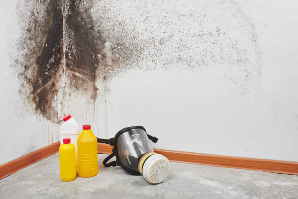  Iowa City, IA Mold Removal Pros