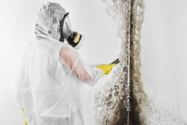 Best Local Mold Removal Service  in Iowa City, IA