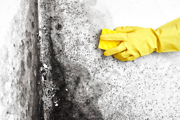 Best Mold Remediation  in Iowa City, IA