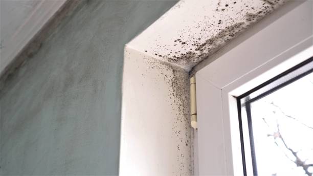 Mold Testing and Removal in Iowa City, IA