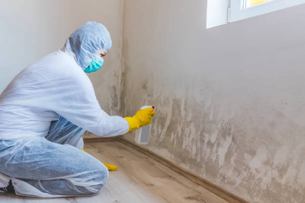 Best Residential Mold Removal  in Iowa City, IA