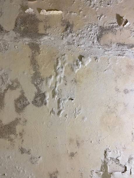 Best Fast Mold Removal  in Iowa City, IA