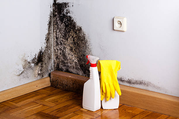 Best Emergency Mold Removal  in Iowa City, IA