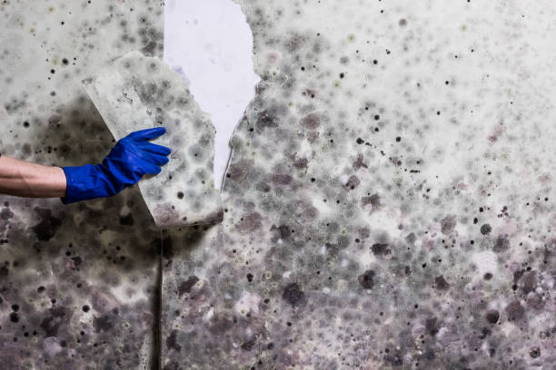 Best Professional Mold Removal  in Iowa City, IA